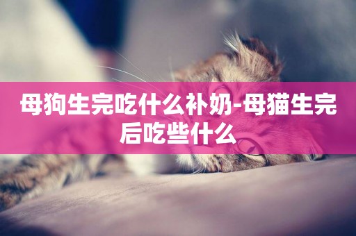 母狗生完吃什么补奶-母猫生完后吃些什么